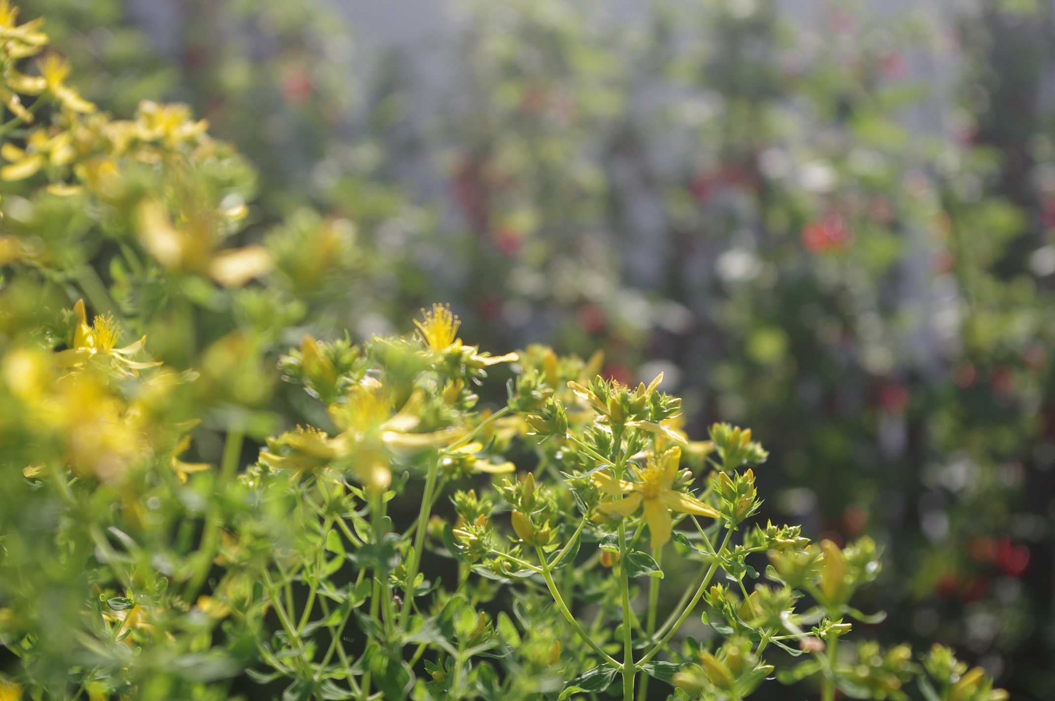 Johanniskraut mit leuchtend gelben Blüten auf der Schwäbischen Alb