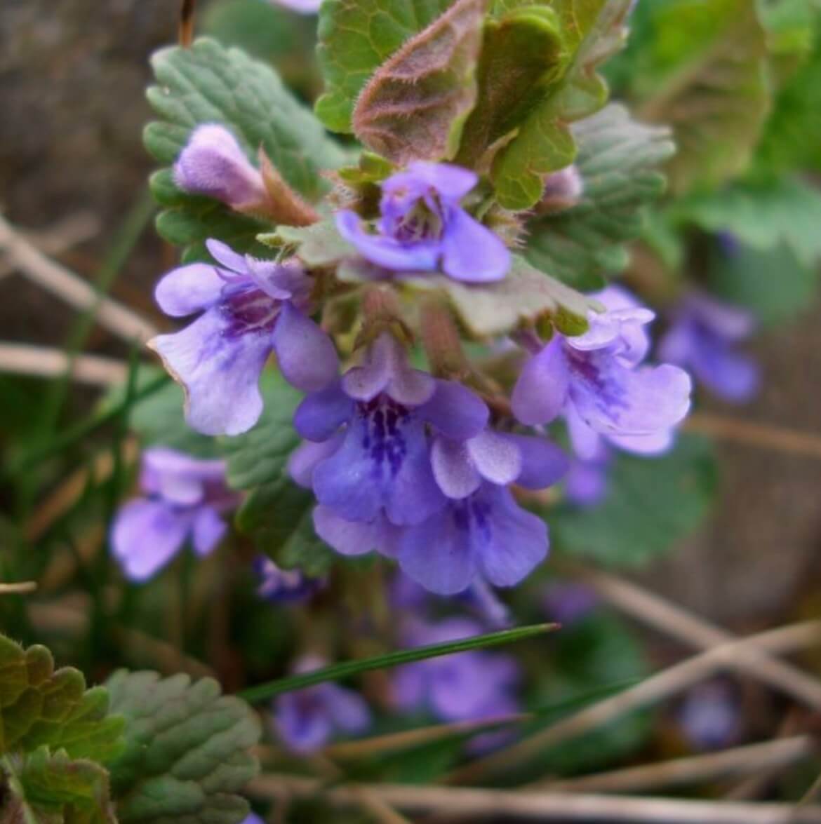 Gundermann mit violetten Blüten auf der Schwäbischen Alb